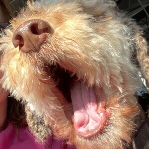 Meet your Posher, Nancy